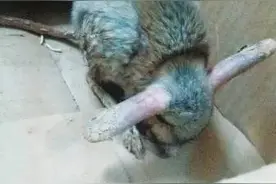 猪鼻子、兔耳朵、袋鼠腿永登发现了什么新奇物种？图片