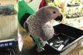 泸州主人急寻飞丢鹦鹉 飞羽没长全还不会觅食图片