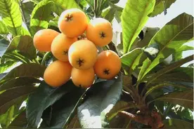 绝密推荐重庆历史最强摘枇杷地点攻略出炉~吃货速看！图片