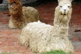 动物园来了三只羊驼图片