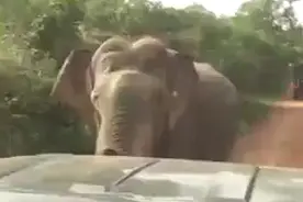 斯里兰卡大象袭击游客 上演惊魂一幕图片