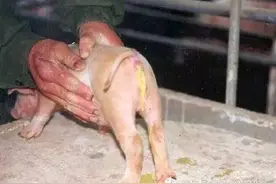 猪病毒性腹泻？这三种病原的危害最严重......图片