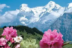 春天西藏自驾游 林芝杜鹃花海迎来客图片