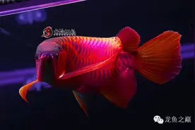 怎样才能养出霸气侧漏、惊艳绝伦的红龙鱼？图片