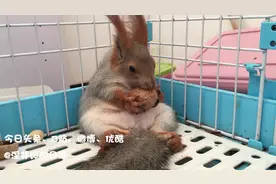 肥肥的松鼠是如何嗑开核桃的