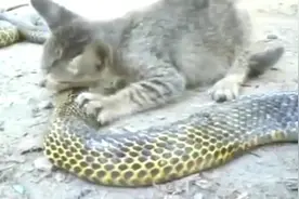 史上最凶猛的猫吃蛇，看得我心惊胆战视频封面