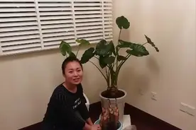 快速培育“滴水观音”就这么简单！视频封面