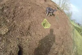 野兔泛滥把堤坝打的到处是洞，猎人用这种方法捕杀，累坏狗狗了！图片