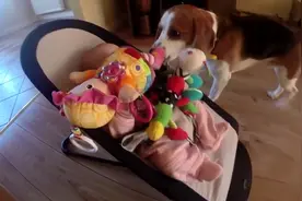 狗狗抢了婴儿的玩具，把孩子惹哭了，紧接着百般献媚弥补，成精了图片