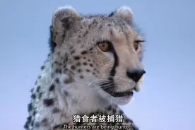 年轻猎豹竟去捕捉狮子，惹了麻烦才知道什么叫危险，太高估自己了图片