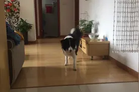 女主人让狗狗找球球，狗狗怀疑主人调虎离山，迟迟不肯行动图片