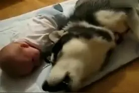 逗逼哈士奇与宝宝比哭 这是要争宠了吧，有意思图片