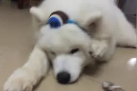 主人恶搞狗狗新造型，狗狗不喜欢，躺在地上好郁闷图片