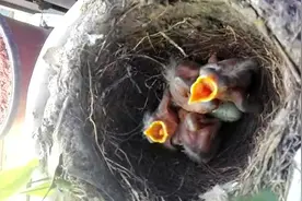 安庆：家里来了“新邻居”，原是乌鸫来筑巢。图片