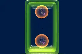 动画版的植物细胞的有丝分裂，重新温故一下！