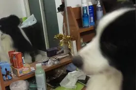 狗狗臭美照镜子，被镜子中的自己给帅到了，撒娇要主人陪玩图片
