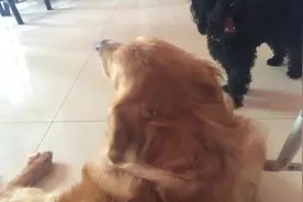 看到主人在吃东西，大金毛立即跑到主人面前，去吸引主人视线图片