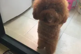 狗狗被关在阳台上出不来了，倒是一点不慌张，以为是跟主人玩游戏图片