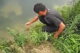 老师傅钓黄鳝，收获4尾共计两斤半图片