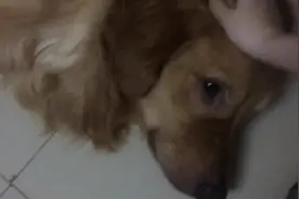 可怜的狗狗生病了，无精打采，却还是非常享受女主人的爱抚图片