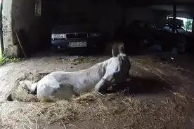 这匹马掉进深坑受困无法救出它，但主人对他说了一句话奇迹出现了图片