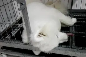 萨摩耶赖在笼子里，转来转去，各种高难度动作，小可爱图片