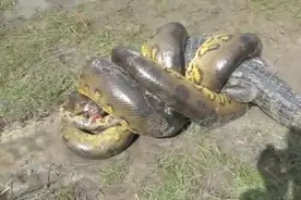 鳄鱼激烈对战巨蟒，骇人画面让一旁游客惊呼不已图片