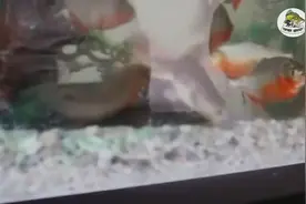 扔条鲶鱼到食人鱼鱼缸里，实拍鲶鱼被追逐一点点被撕裂图片