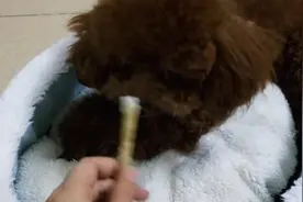 知道用爪子固定住磨牙棒来啃，聪明的汪星人，对吃的倒是无师自通图片