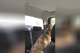 女主跟狗狗送小孩上学，当孩子下车后，狗狗望着背影一着急哭了图片