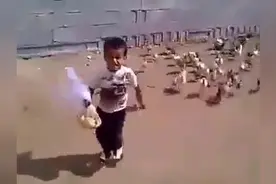 只因一袋饼干，小宝宝被鸡狂追的反应，让人萌翻了图片