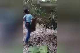 实拍采摘榴莲过程，一看就是高危工作啊！绝对是技术活！图片