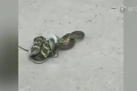 实拍四川农村两蛇厮杀 王锦蛇活吞乌梢蛇