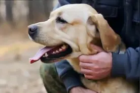 这些男人决定一辈子当狗，虽然很荒谬，但听到他们的叫声我释然了图片