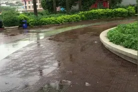 金毛冒着大雨出去方便，主人心疼帮忙撑伞，给赞图片