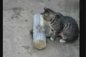 这只家猫碉堡了！求老鼠的心理阴影面积？图片