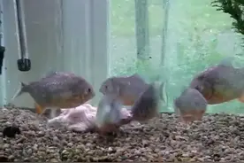 扔一只老鼠到食人鱼鱼缸里，实拍老鼠被一点点撕裂图片