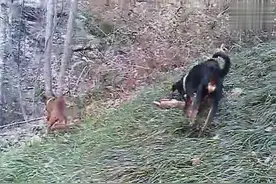 青川猎犬 活抓黄麂子视频封面