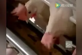 走进德国全自动机械化产鸡蛋基地，整个视频就看到一个工作人员图片