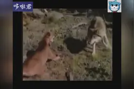 灰狼VS美洲狮！同等体型，猫科动物的强悍傲视群雄！视频封面