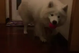 萨摩耶玩球球玩出了魔性，狗狗想研究出球球里，到底是谁发出声音图片