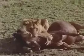 天生杀手！狮子捕食角马一击毙命图片