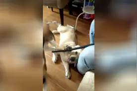 狗狗与小伙伴相互玩闹，主人不要捣乱，让他们舌吻是几个意思啊图片