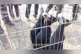 农村狗市这是什么犬？耳朵决定狗的相貌和气质 专业狗场2000元！视频封面