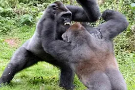 最强的猩猩，银背大猩猩打架！视频封面