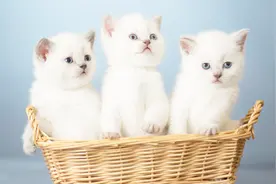 世界上最可爱的5种猫！看完整个心都萌化了，有没有你的爱宠！视频封面