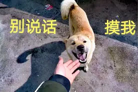主人放假回家，中华田园犬阿黄竟没认出来，前后反应让人哭笑不得视频封面