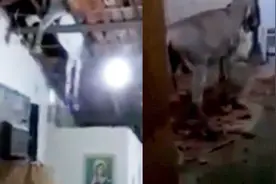 天上掉下一头驴 砸穿屋顶落入民宅蒙圈了