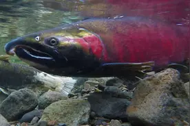 美渔业机构称常见杀虫剂威胁三文鱼图片