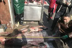 湖北十堰丹江口库区捞起150斤大青鱼，引起众人围观图片